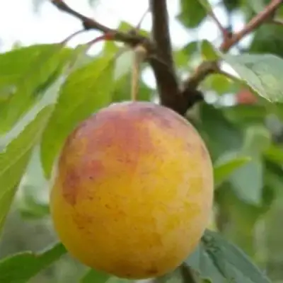 Слива ЯХОНТОВАЯ в Лиде