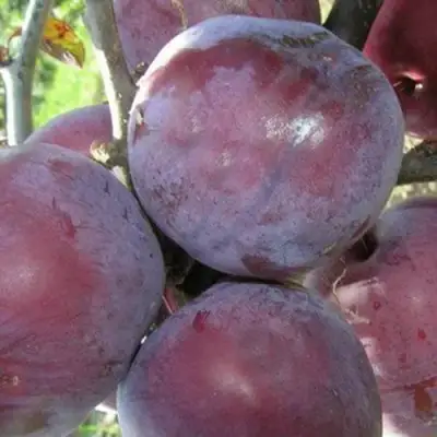 Слива ПАННА в Лиде