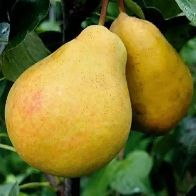 Груша ВЕЛИКАЯ ЛЕТНЯЯ (БОЛЬШАЯ ЛЕТНЯЯ) в Лиде