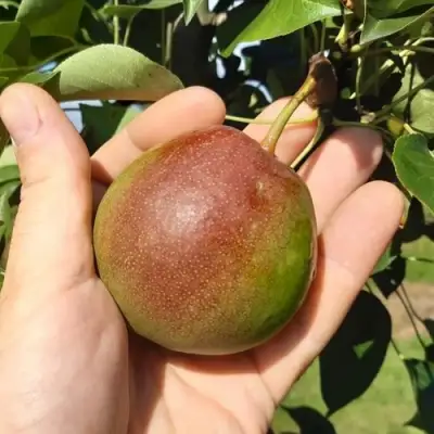 Груша КУПАЛА в Лиде