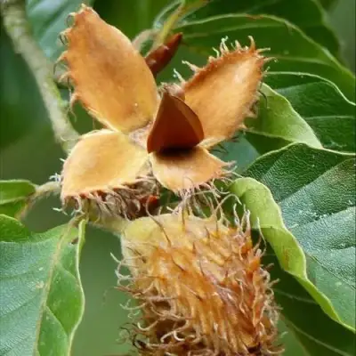 Бук обыкновенный в Лиде