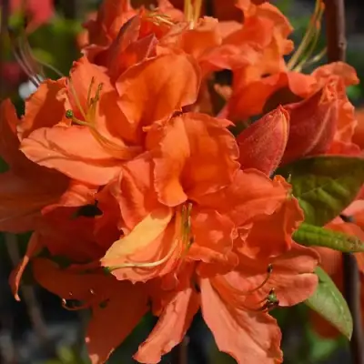 Азалия МАНДАРИН ЛАЙТС листопадная в Лиде