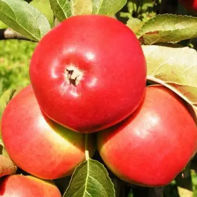 Яблоня СЯБРЫНА в Лиде