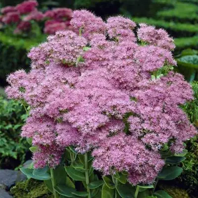 Очиток (седум) БРИЛЛИАНТ в Лиде