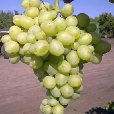 Виноград АРКАДИЯ в Лиде