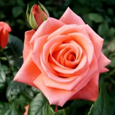 Роза ВАУ чайно-гибридная в Лиде