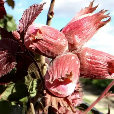 Фундук АЛЫЙ ПАРУС в Лиде