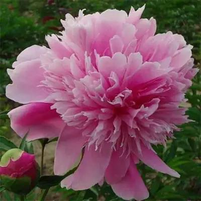 Пион ГОЛУБАЯ ХРИЗАНТЕМА травянистый в Лиде