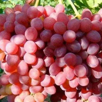 Виноград КИШМИШ КРАСНЫЙ в Лиде