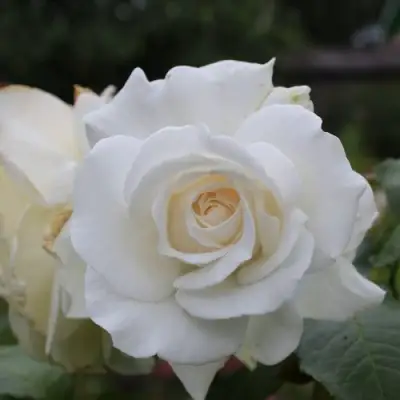 Роза АНАСТАСИЯ чайно-гибридная в Лиде