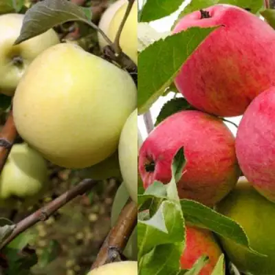 Комплект ЯБЛОЧНЫЙ ТАНДЕМ в Лиде