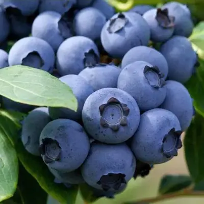 Голубика СПАРТАН в Лиде