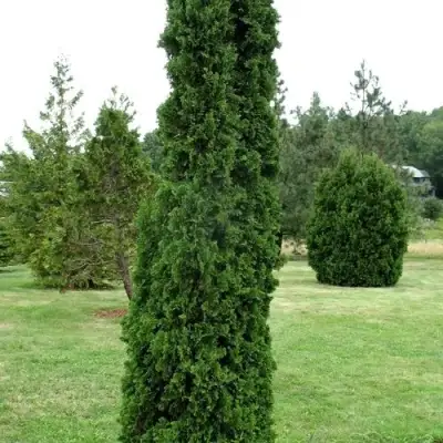 Туя ДЕГРУТ СПАЙР западная в Лиде