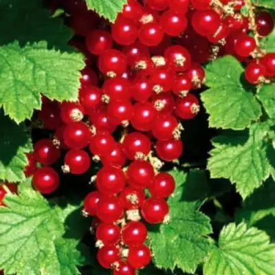 Смородина красная РЕД ЛЕЙК в Лиде