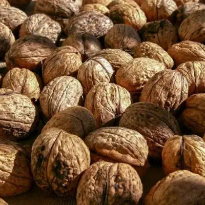 Грецкий орех ПИНСКИЙ в Лиде