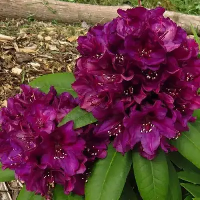 Рододендрон ПОЛАРНАХТ в Лиде