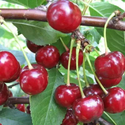 Вишня ТУРГЕНЕВКА в Лиде