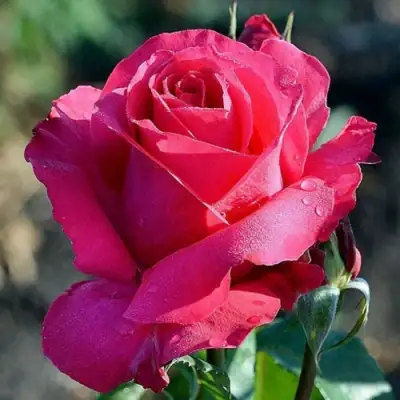 Роза ВИЕН РОУЗ чайно-гибридная в Лиде