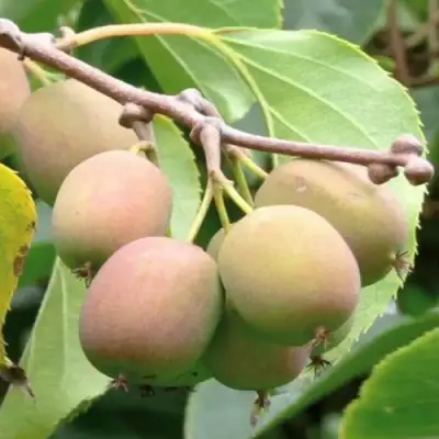 Актинидия ГИБРИДНАЯ КОЛБАСИНОЙ в Лиде