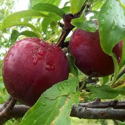 Слива КЛЕОПАТРА в Лиде