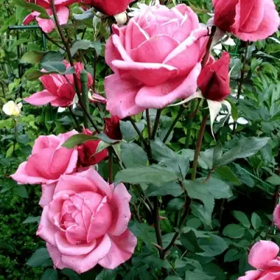 Роза ЭЙФЕЛЕВА БАШНЯ чайно-гибридная в Лиде