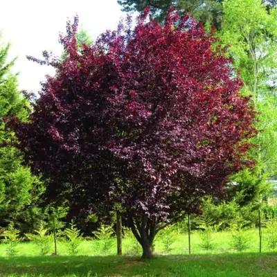 Слива НИГРА растопыреная в Лиде