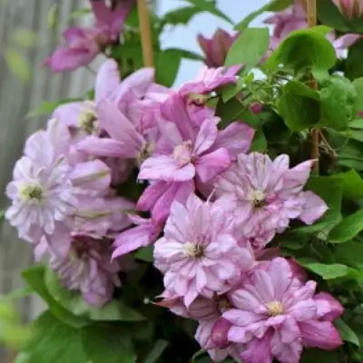 Клематис ИННОСЕНТ ГЛАНС в Лиде