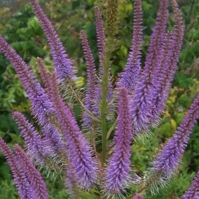 Вероникаструм ФАСЦИНЕЙШН в Лиде