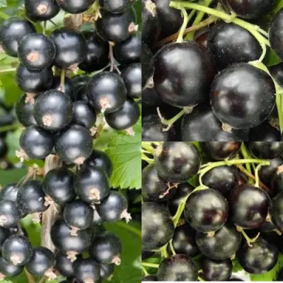 Комплект ЧЕРНАЯ СИЛА в Лиде