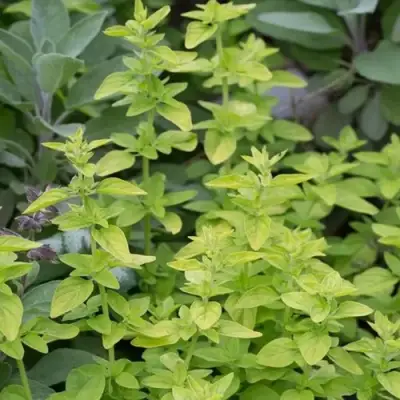 Душица ТАМБЛС ВАРИЕТИ обыкновенная в Лиде