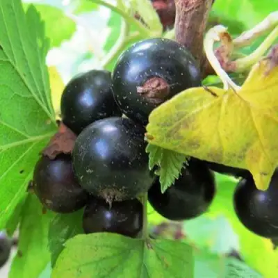 Смородина чёрная КАТЮША в Лиде