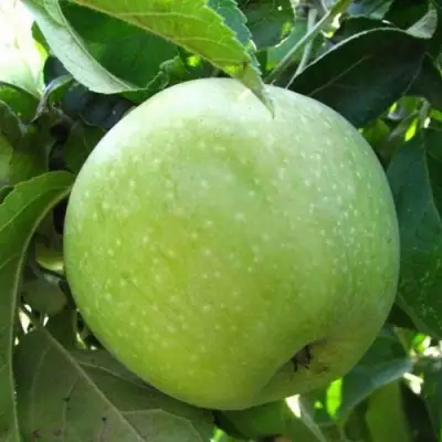 Яблоня СЕМИРЕНКОВЕЦ в Лиде