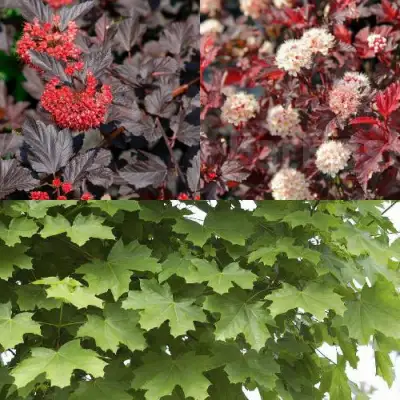 Комплект ОСЕННИЙ КОСТЕР в Лиде