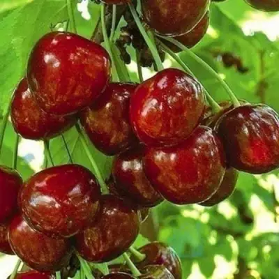 Черешня БУРЛАТ в Лиде