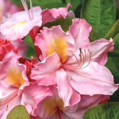 Азалия СЕССИЛЬ листопадная в Лиде