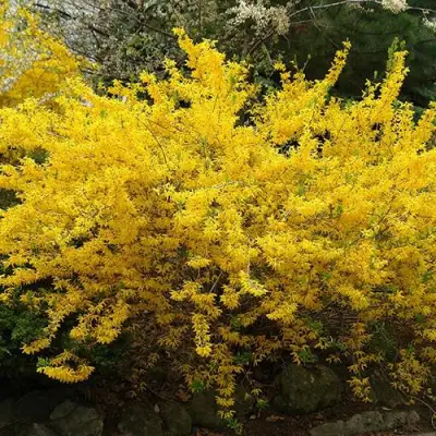 Форзиция ГОЛДЗАУБЕР средняя в Лиде