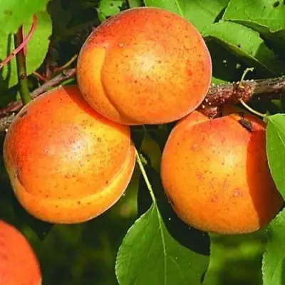 Абрикос СПАДЧЫНА в Лиде