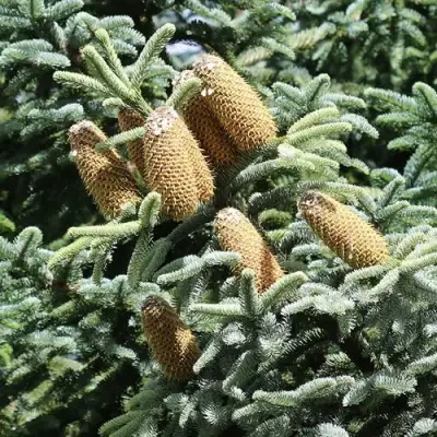 Пихта благородная в Лиде