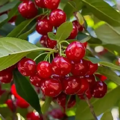 Вишня ГИРЛЯНДА в Лиде