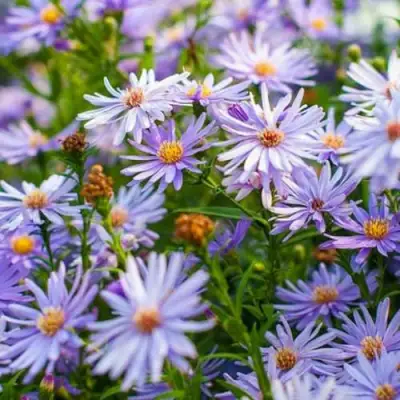 Астра ЛИТТЛ КАРЛОУ сердцелистная в Лиде