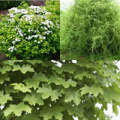 Комплект ЗЕЛЕНЫЙ ОАЗИС в Лиде