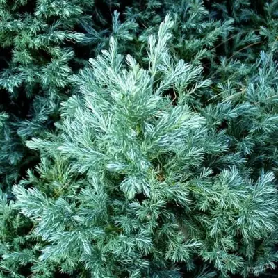 Кипарисовик БУЛЕВАРД горохоплодный в Лиде