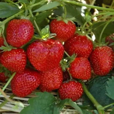 Клубника ЗЕНГА-ЗЕНГАНА в Лиде