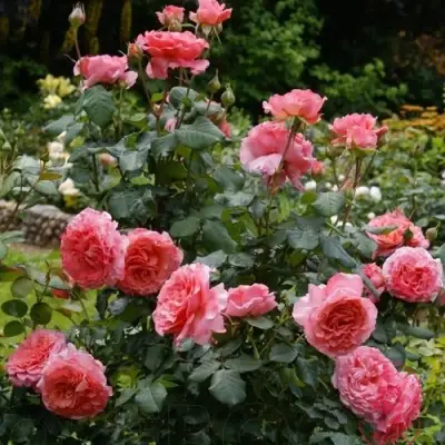 Роза ЛОРАН КАБРОЛЬ шраб в Лиде