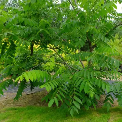 Орех МАНЬЧЖУРСКИЙ в Лиде