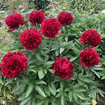 Пион ГАЛАКТИКА травянистый в Лиде