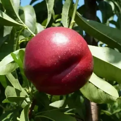 Нектарин БИГ-ТОП в Лиде