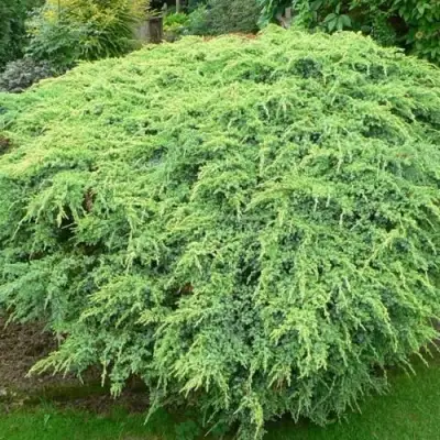 Можжевельник ХОЛГЕР чешуйчатый в Лиде