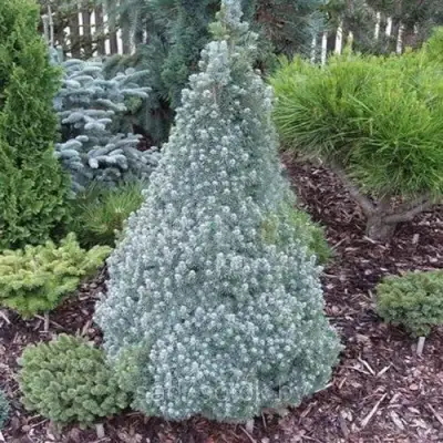 Ель САНДЕРС БЛЮ канадская в Лиде