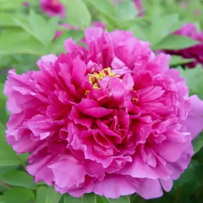 Пион ЛИЛОВАЯ ФАНТАЗИЯ древовидный в Лиде